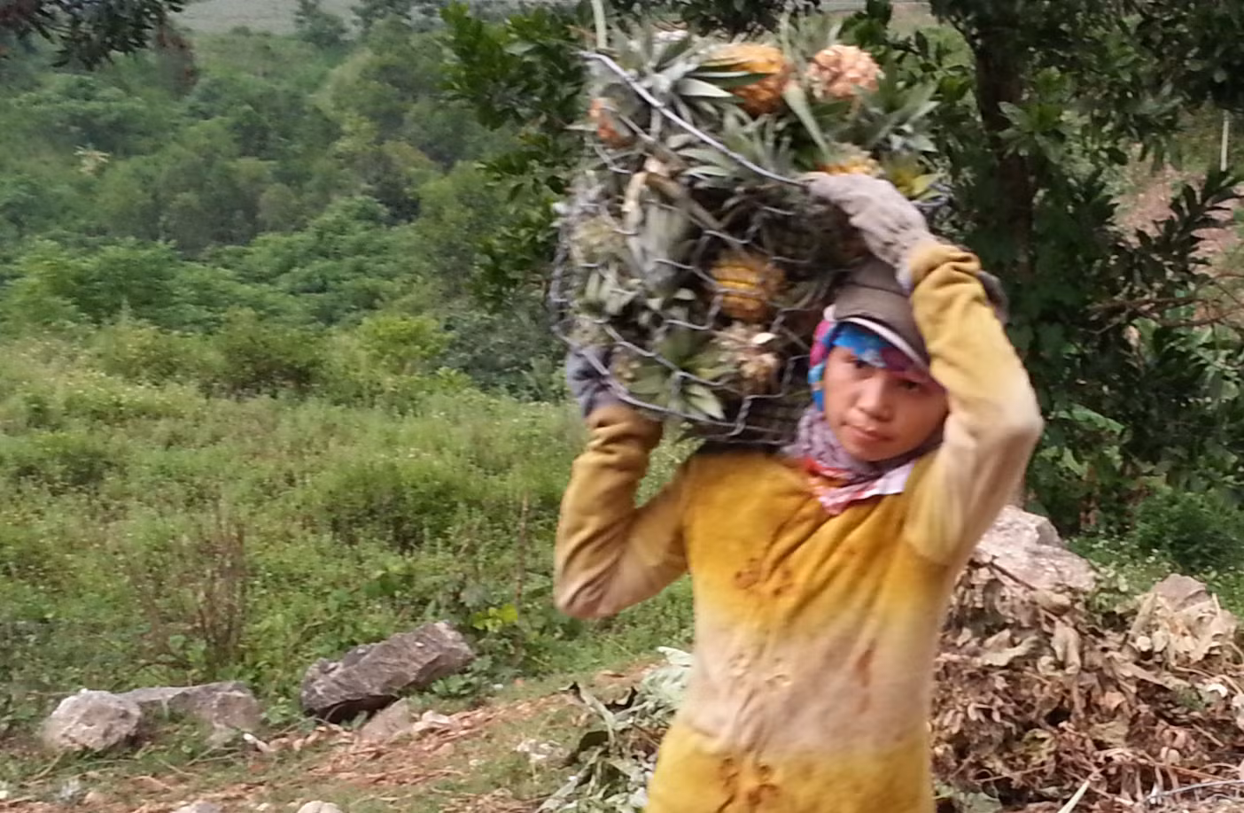 Theo người dân nơi đây cho biết, mỗi quả dứa to có giá khoảng 7.000 - 10.000 đồng/quả. "Trồng dứa chỉ vất vả công chăm sóc, chứ chi phí không lớn. Vụ dứa năm nay, gia đình tôi trồng 2ha, trừ mọi chi phí cũng lãi vài chục triệu đồng...", chị Nguyễn Thị Hòa (trú xã Đại Hồng, Đại Lộc, Quảng Nam) vui vẻ cho biết.