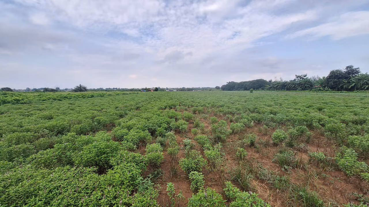 gdvn_trong-cay-duoc-lieu-hung-que-o-hong-thai-phu-xuyen-ha-noi (1).jpg