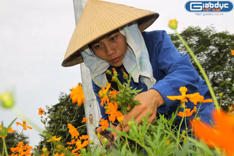 Tỉa tót cho những cánh hoa sặc sỡ sắc màu, cho mùa thu thêm tươi.