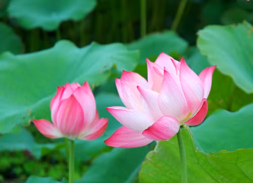 Trị thổ huyết do táo nhiệt: lá sen tươi 80g, trắc bách diệp tươi 20g, lá ngải tươi 24g, sinh địa 40g. Hãm trong nước hoặc sắc lấy nước uống. Xem thêm:Những thói quen xấu "ăn cắp" giấc ngủ ngon của bạn Trị thổ huyết do táo nhiệt: lá sen tươi 80g, trắc bách diệp tươi 20g, lá ngải tươi 24g, sinh địa 40g. Hãm trong nước hoặc sắc lấy nước uống. Xem thêm:Những thói quen xấu "ăn cắp" giấc ngủ ngon của bạn