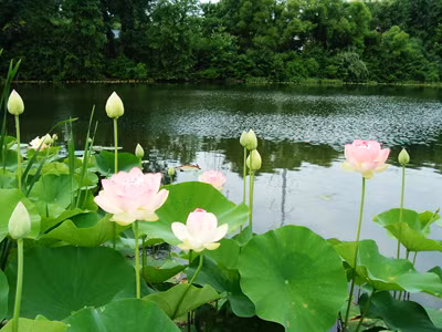 Mầm ngó sen: gọi là ngẫu tiết. Ngó sen vị ngọt chát, tính bình, vào kinh can tâm vị. Có tác dụng thu liễm cầm máu, tráng dương, an thần. Xem thêm:Những thói quen xấu "ăn cắp" giấc ngủ ngon của bạn Mầm ngó sen: gọi là ngẫu tiết. Ngó sen vị ngọt chát, tính bình, vào kinh can tâm vị. Có tác dụng thu liễm cầm máu, tráng dương, an thần. Xem thêm:Những thói quen xấu "ăn cắp" giấc ngủ ngon của bạn