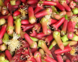 Chữa viêm đường hô hấp (mũi, xoang mặt), khai thông đường thở: tinh dầu đinh hương, tinh dầu bạch đàn, trần bì, hạt mùi, menthol, natri bicarbonate, acid citric, trộn đều, làm viên. Mỗi lần dùng 2-3g cho vào nước sôi rồi xông họng. Có thể ngậm rồi súc họng. Xem thêm:Điểm danh 12 loại rau, quả dễ nhiễm thuốc trừ sâu hàng đầu 2012