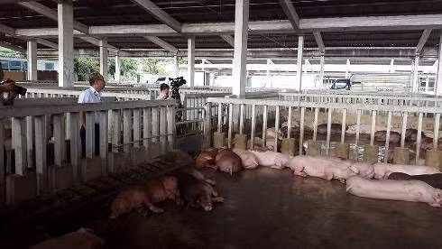 Đàn heo gồm 80 con của ông Toàn dương tính với chất tạo nạc (ảnh: P.L) Đàn heo gồm 80 con của ông Toàn dương tính với chất tạo nạc (ảnh: P.L)