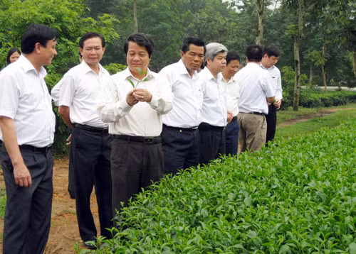 Ông Hoàng Dân Mạc (người cầm ngọn chè) trong một lần làm việc tại Công ty chè Phú Đa (Ảnh: baophutho.vn) Ông Hoàng Dân Mạc (người cầm ngọn chè) trong một lần làm việc tại Công ty chè Phú Đa (Ảnh: baophutho.vn)