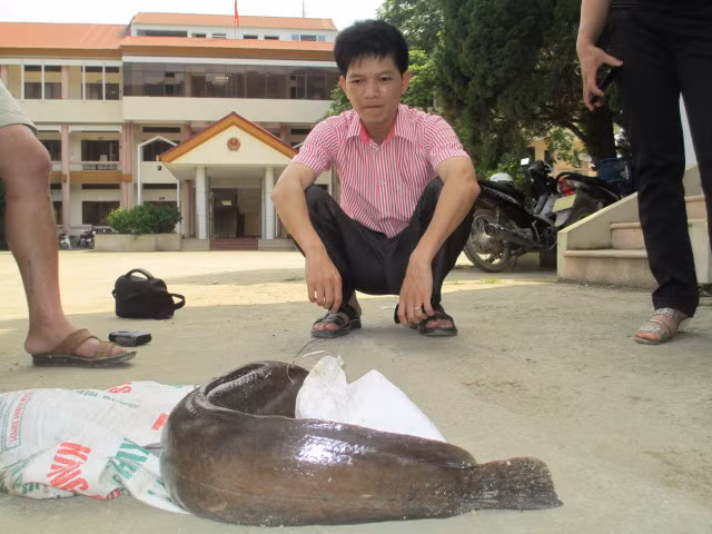 Chú cá đánh bắt được ở huyện Trà Lĩnh, Cao Bằng