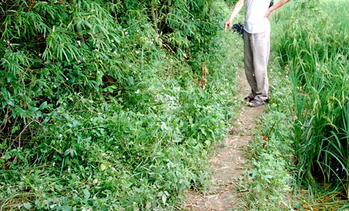 Nghi án nữ chánh án ở Hà Nam bị sát hại ảnh 1