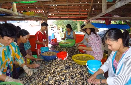Sơ chế ốc bươu vàng trước khi xuất sang Trung Quốc. Ảnh: Dân Việt.
