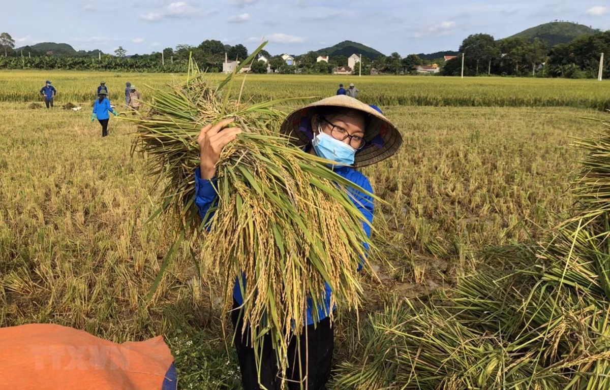 An ninh lương thực tiếp tục được chú trọng. ảnh minh họa: TTXVN. An ninh lương thực tiếp tục được chú trọng. ảnh minh họa: TTXVN.
