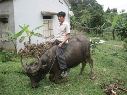 Người có biệt tài sờ điện, át vía trâu, Tin tức trong ngày, nguoi khong bi dien giat, mien nhiem voi dien, at via trau, thuan phuc trau, biet tai, kha nang ky la, bao, tin nhanh, tin hot, tin tuc