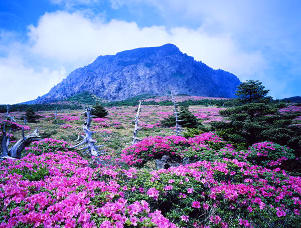Jeju không hiện đại và sầm uất như du lịch Seoul, báu vật xứ kim chi- đảo Jeju níu chân du khách bằng những vẻ đẹp nguyên sơ và thanh bình. Đảo Jeju không có những bãi tắm đẹp như Nha Trang , Phú Quốc hay đảo Bali (Indonesia ), Phuket (Du lich Thai Lan ).