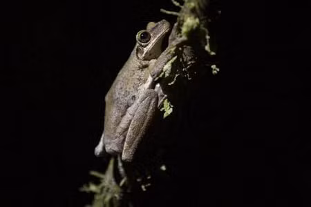 Ếch tại khu bảo tồn Manu ở vùng Madre de Dios, Peru.