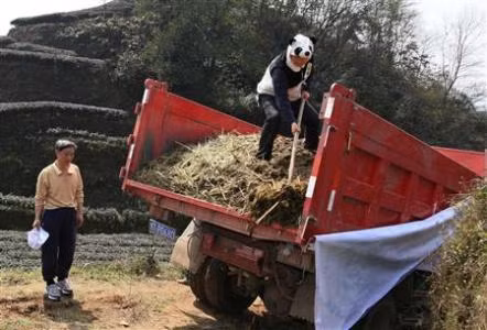 An Yanshi trong trang phục gấu trúc tại nông trại trồng trà tỉnh Tứ Xuyên
