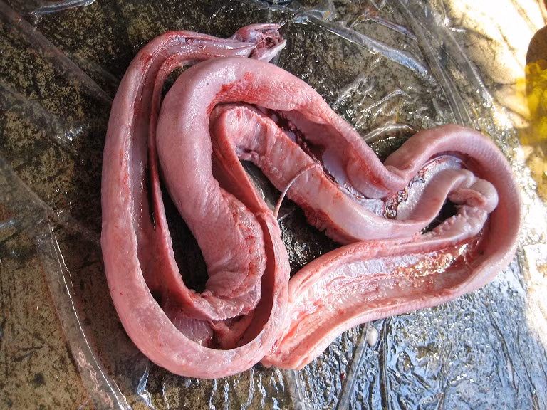 Thịt trăn cũng là món khoái khẩu của nhiều người giàu có Thịt trăn cũng là món khoái khẩu của nhiều người giàu có