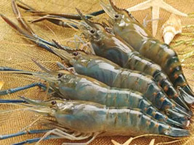 Tôm càng là loại tôm tự nhiên ở nước ngọt có giá trị dinh dưỡng cao. Thịt tôm vừa dẻo vừa dai và ngọt nên khi có loại tôm này, hầu hết người bán đều mang đến cho các gia đình phú hộ. Tôm càng là loại tôm tự nhiên ở nước ngọt có giá trị dinh dưỡng cao. Thịt tôm vừa dẻo vừa dai và ngọt nên khi có loại tôm này, hầu hết người bán đều mang đến cho các gia đình phú hộ.