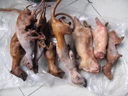 Cho đến thịt chồn, thịt tê tê, thịt nhím Cho đến thịt chồn, thịt tê tê, thịt nhím