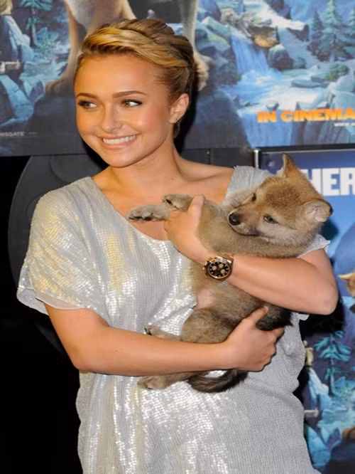 Ngôi sao phim truyền hình “Heroes” Hayden Panettiere diện chiếc đồng hồ Rolex đính kim cương, mặt đen.
