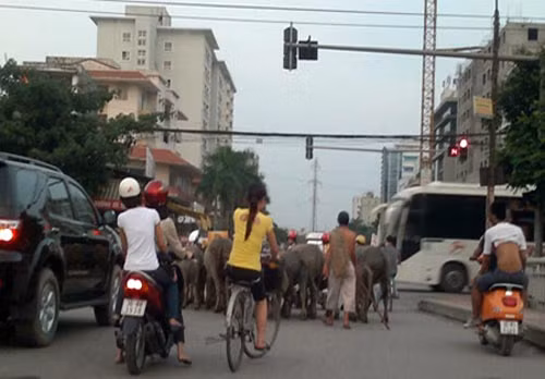 Nhí nhố... trâu xuống phố.