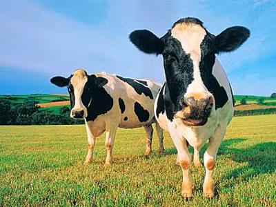 Ông Nguyễn Chí Thanh, Giám đốc chi nhánh tại TP.HCM, công ty sữa Dalatmilk cho biết: Việt Nam hoàn toàn đủ các điều kiện để phát triển thị phần sữa tươi...