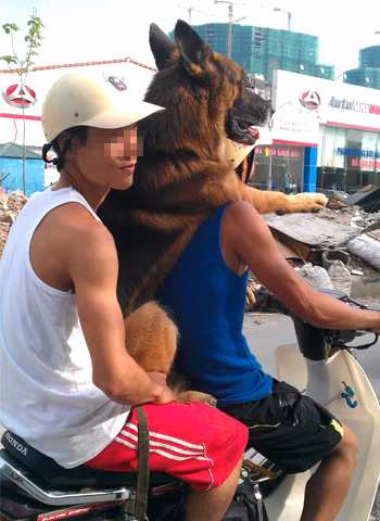 "Đèo 3" không đội mũ bảo hiểm.