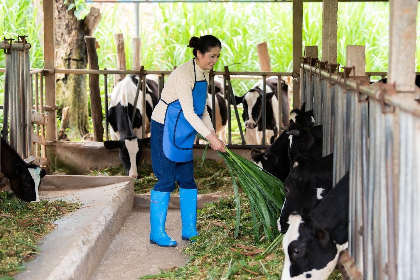 Chị Thiên Nga – một trong những phụ nữ chăn nuôi bò sữa tiêu biểu tại Lâm Đồng. Chị vừa hoàn thành tốt công việc tại nông trại vừa chăm lo việc nhà chu đáo. Chị Thiên Nga – một trong những phụ nữ chăn nuôi bò sữa tiêu biểu tại Lâm Đồng. Chị vừa hoàn thành tốt công việc tại nông trại vừa chăm lo việc nhà chu đáo.