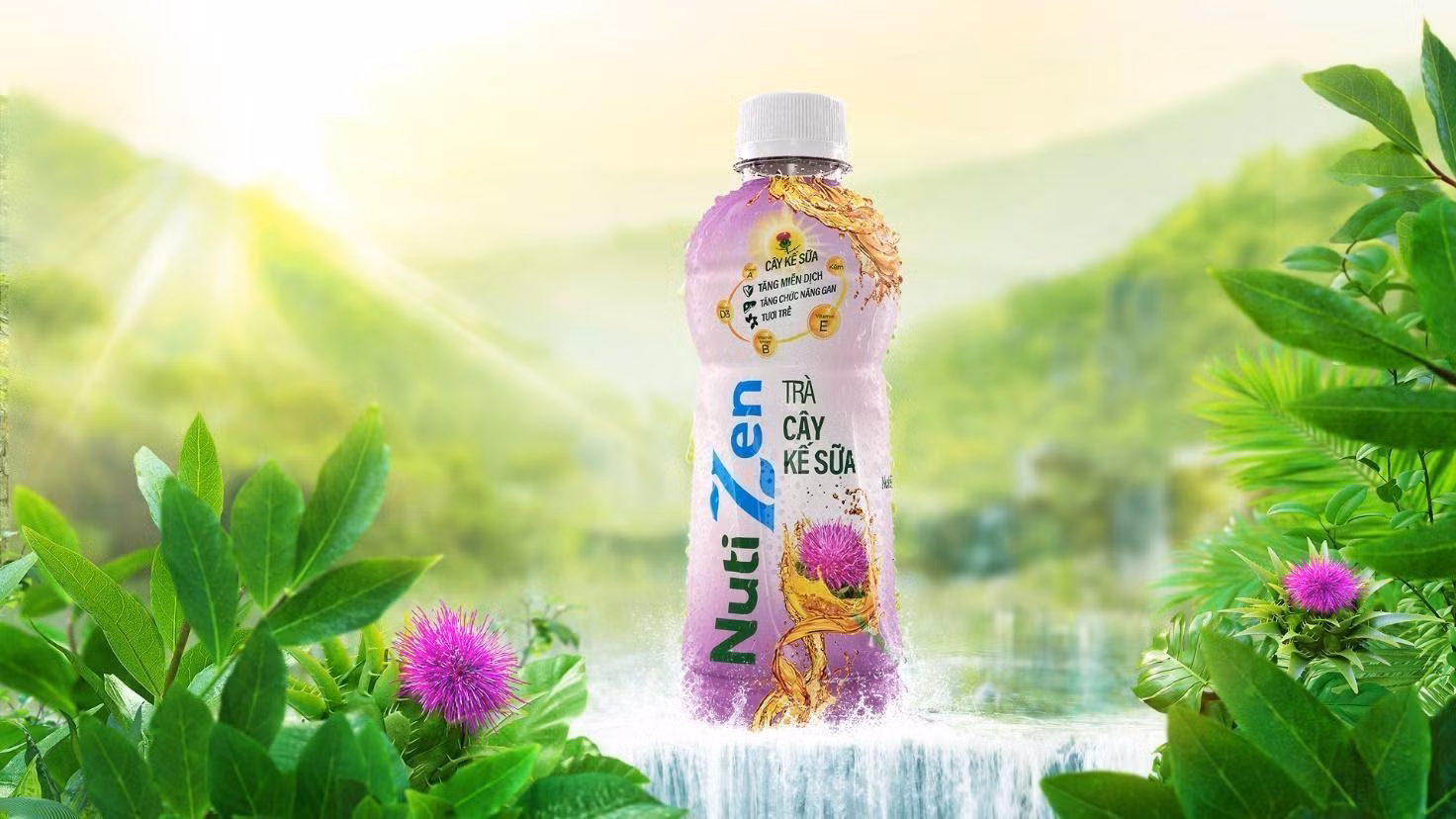Trà cây kế sữa chứa chiết xuất silymarin có tác dụng làm mát và tăng cường chức năng gan hiệu quả, phù hợp để giải nhiệt và giải rượu bia