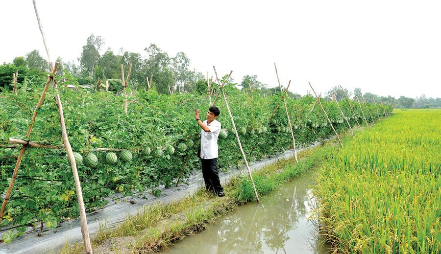 Việc thích ứng phải gắn với phát triển bền vững, tận dụng các cơ hội do biến đổi khí hậu mang lại, hài hòa lợi ích. Ảnh minh họa: Báo Cần Thơ