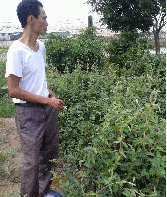 Nuôi lợn sạch bằng thảo dược kiếm bạc tỷ hàng năm ảnh 4
