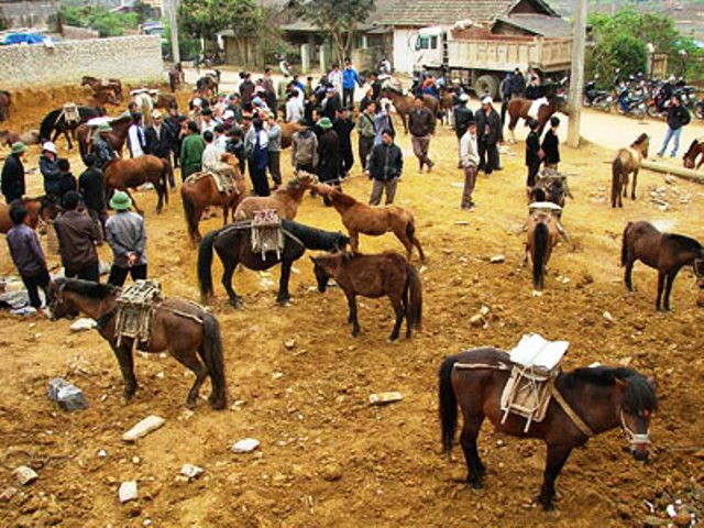 Nhộn nhịp giữa trung tâm mua bán ngựa Nhộn nhịp giữa trung tâm mua bán ngựa