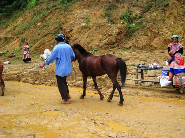 Dắt ngựa ra về... Dắt ngựa ra về...