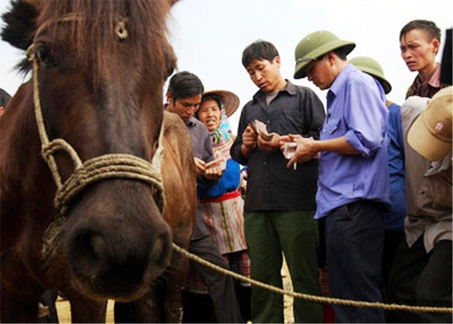 Đếm tiền trả cho nhau, mỗi con ngựa tùy theo to nhỏ có thể từ 5-10 triệu đồng. Đếm tiền trả cho nhau, mỗi con ngựa tùy theo to nhỏ có thể từ 5-10 triệu đồng.
