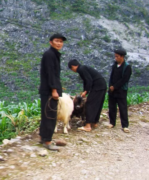 Từ sáng sớm, người dân trong xã Lũng Phìn đã mang dắt những con thú mà gia đình nuôi được để đến chợ trao đổi, hoặc bán lấy tiền mua thực phẩm, quần áo. Từ sáng sớm, người dân trong xã Lũng Phìn đã mang dắt những con thú mà gia đình nuôi được để đến chợ trao đổi, hoặc bán lấy tiền mua thực phẩm, quần áo.
