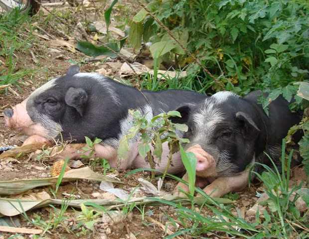 Ngoan ngoãn chờ chủ mới... Ngoan ngoãn chờ chủ mới...