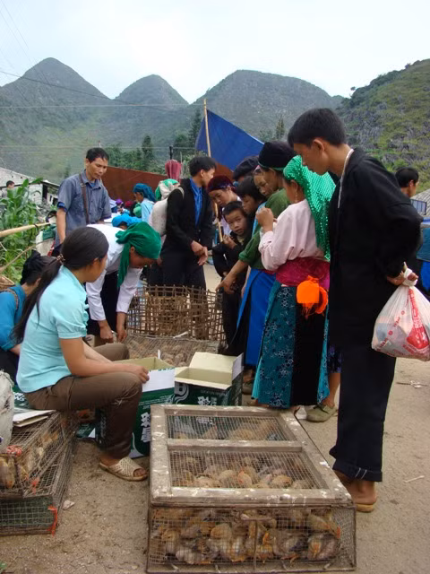 Góc cổng chợ nơi bày bán gà, vịt giống thu hút khá đông người mua Góc cổng chợ nơi bày bán gà, vịt giống thu hút khá đông người mua