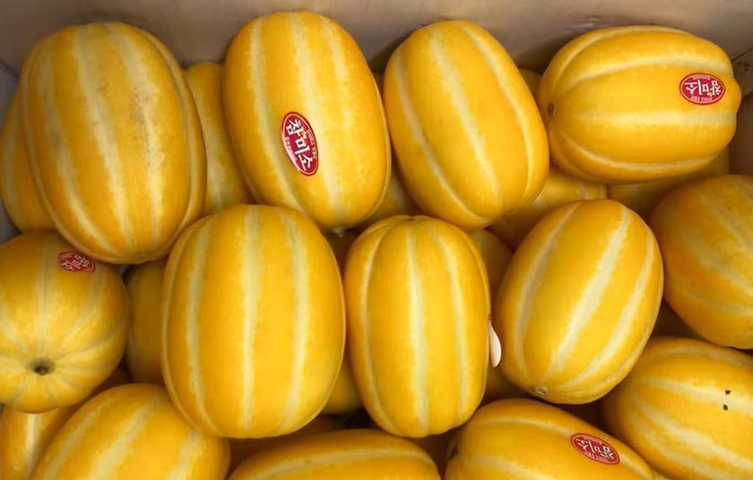 Dưa lê vàng Hàn Quốc có giá 280 ngàn đồng/kg (3 quả). Ảnh: Minh Tâm
