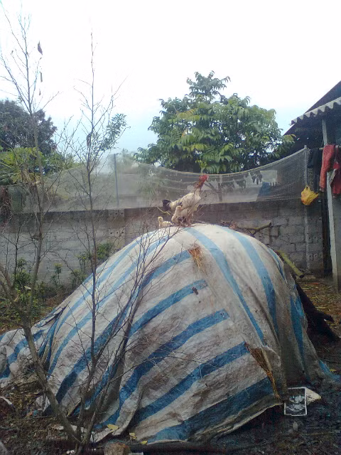 Sáng sớm Sáng sớm