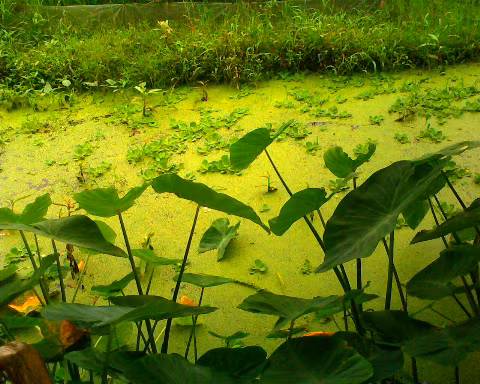 Màu xanh quê hương. Màu xanh quê hương.