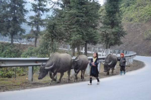 1. Sapa Sapa là một khu nghỉ mát nổi tiếng nằm ở độ cao 1.600m, cách thành phố Lào Cai 38 km và cách Hà Nội 376 km. Mang sắc thái khí hậu ôn đới, không khí Sapa mát mẻ quanh năm. Đặc biệt, đây là nơi duy nhất của Việt Nam có tuyết. 1. Sapa Sapa là một khu nghỉ mát nổi tiếng nằm ở độ cao 1.600m, cách thành phố Lào Cai 38 km và cách Hà Nội 376 km. Mang sắc thái khí hậu ôn đới, không khí Sapa mát mẻ quanh năm. Đặc biệt, đây là nơi duy nhất của Việt Nam có tuyết.