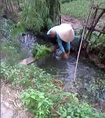 Người phụ nữ rửa rau cho biết, mỗi ngày gia đình chị thu mua bán ra thị trường khoảng 300 mớ rau, mang xuống rãnh nước này rửa cho tươi rồi mang đi chợ bán luôn.