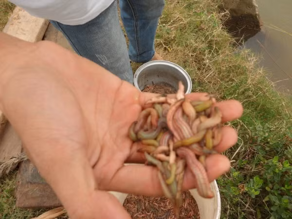Những chú rươi có hình dạng rất giống loài rết nhưng thân rất mềm và có hai loại chính là rươi xanh (loại nhỏ) và rươi hồng (loại lớn).