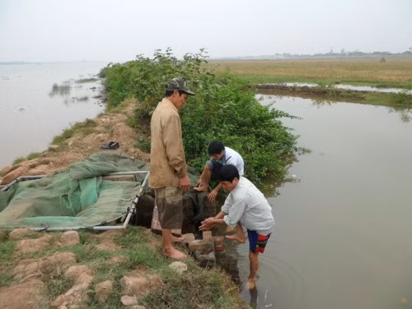 Làm rươi rất vất vả, mỗi khi đến mùa rươi, nhiều gia đình phải dậy từ nửa đêm để canh lấy nước triều cường vào đầm nhà mình để rươi chui từ dưới long đất lên và đến khi trời sang thì phải tháo nước ra để rươi theo dòng chảy.