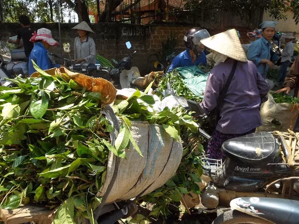 Sau khi được ngâm, rửa, chè xanh sẽ được tập kết lên chợ Chiều (xã Hữu Văn, Chương Mỹ, Hà Nội), chợ đầu mối nông sản khu vực ngoại thành Hà Nội, để các lái buôn nơi khác về thu gom. Sau khi được ngâm, rửa, chè xanh sẽ được tập kết lên chợ Chiều (xã Hữu Văn, Chương Mỹ, Hà Nội), chợ đầu mối nông sản khu vực ngoại thành Hà Nội, để các lái buôn nơi khác về thu gom.
