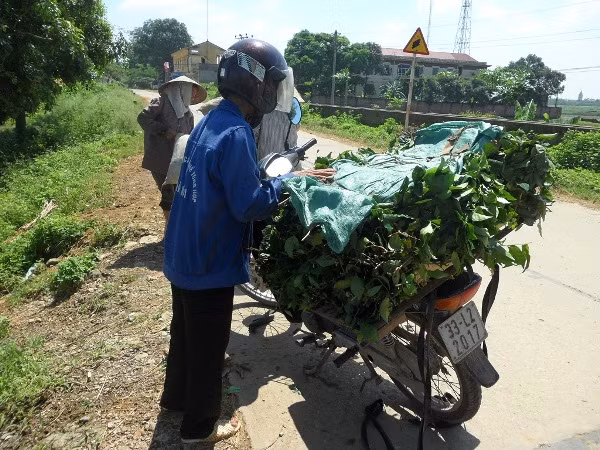 Những tải, bó chè xanh tươi ngon sau khi thu mua về sẽ được các lái buôn mang xuống các ao, hồ nước đục ngầu ngay cạnh đường đi để ngâm, rửa nhằm tăng cân trước khi đem đi bán. Những tải, bó chè xanh tươi ngon sau khi thu mua về sẽ được các lái buôn mang xuống các ao, hồ nước đục ngầu ngay cạnh đường đi để ngâm, rửa nhằm tăng cân trước khi đem đi bán.