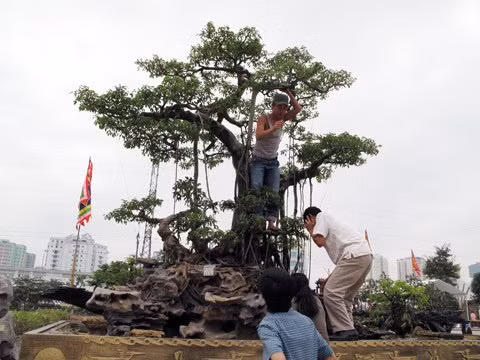Những “siêu cây tiền tỷ” thuộc đối tượng quản lý của Quy chế đang được lấy ý kiến xây dựng. Những “siêu cây tiền tỷ” thuộc đối tượng quản lý của Quy chế đang được lấy ý kiến xây dựng.