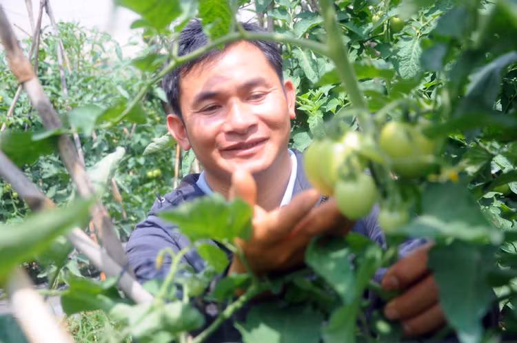 Rau sạch ở Hợp tác xã Thiện Thanh, Lâm Đồng. (Ảnh: P.V)