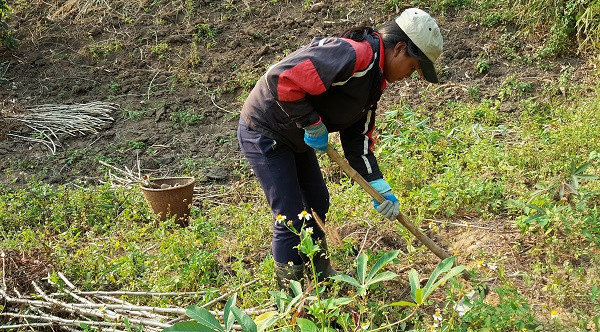 Ngoài giờ học, H’Truyên lên rẫy giúp đỡ gia đình Ngoài giờ học, H’Truyên lên rẫy giúp đỡ gia đình