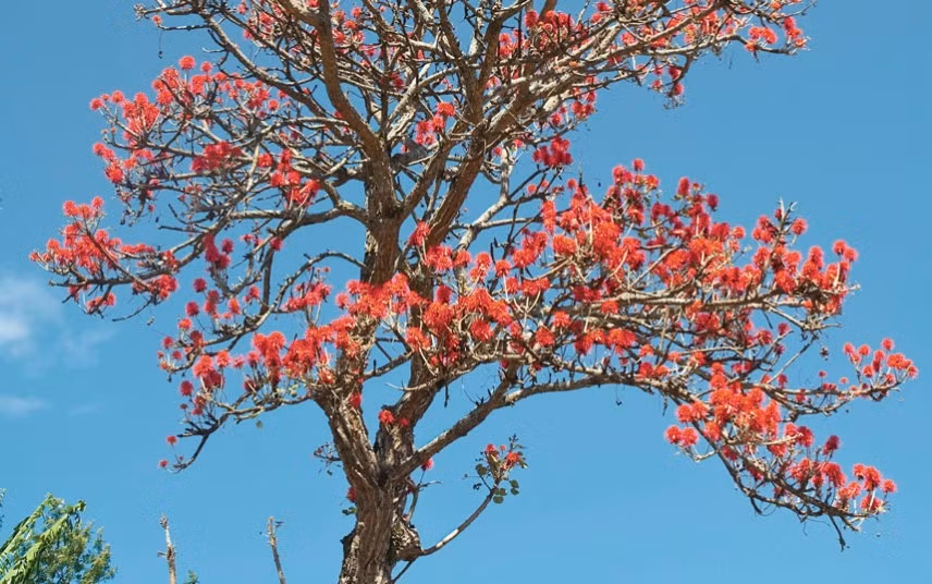 Cây san hô: Vẻ đẹp rất khó để lãng quên của những bông hoa đỏ trang điểm cho cây trên ngọn núi Kilimanjaro tại Tanzania. Ảnh: Ulrich Doering / Alamy