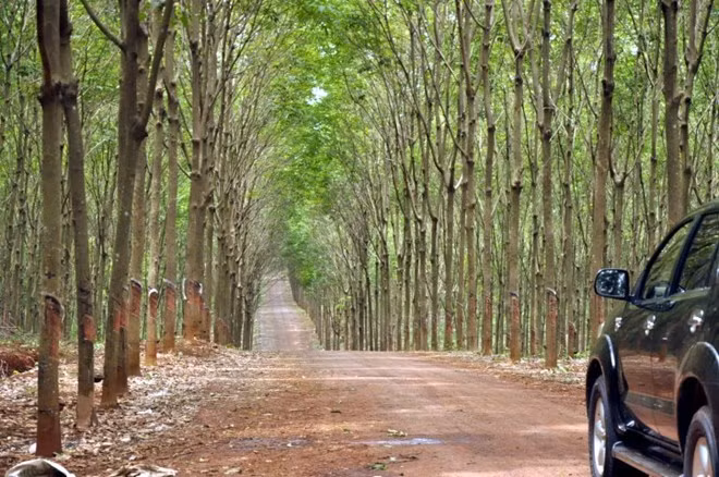 Vùng nguyên liệu caosu trên 30.000ha