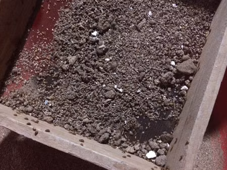 Gián đất thành phẩm có giá 175.000 đồng/kg.