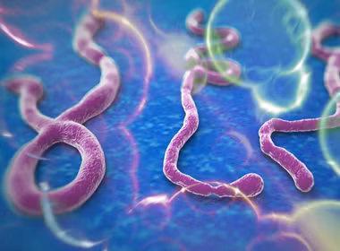 Vi rút Ebola. Vi rút Ebola.