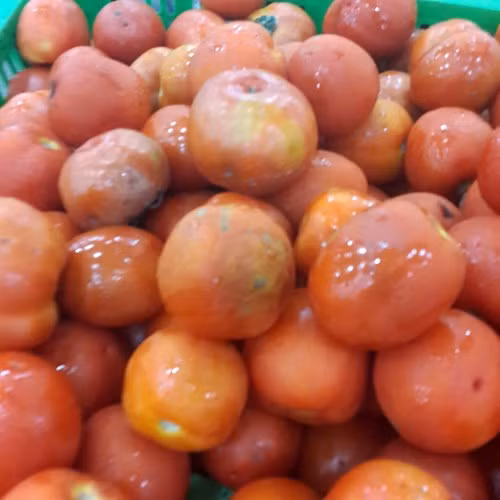 Thậm chí cà chua bị dập, thối vẫn được bày bán tại siêu thị Ocean Mart Làng Quốc tế Thăng Long. Thậm chí cà chua bị dập, thối vẫn được bày bán tại siêu thị Ocean Mart Làng Quốc tế Thăng Long.